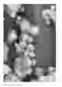 Fig. 13 - Oxidized cellulose microspheres