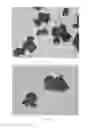 Fig. 15 - Oxidized cellulose microspheres