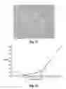 Fig. 17 - Oxidized cellulose microspheres