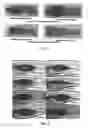 Fig. 03 - Application of andrographolide in the preparation of a pharmaceutical for treatment of inflammatory bowel disease, andrographolide enteric targeting micropellet, and method for preparation thereof