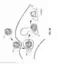 Fig. 06 - Protease assisted native-protein delivery approach (PANDA)