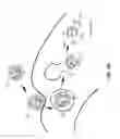 Fig. 07 - Protease assisted native-protein delivery approach (PANDA)