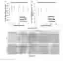 Fig. 14 - Reactive oxygen species (ROS)-responsive compositions and methods thereof