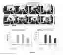 Fig. 16 - Reactive oxygen species (ROS)-responsive compositions and methods thereof