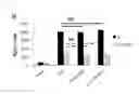 Fig. 05 - Immunosuppressive compounds and therapeutics