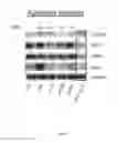 Fig. 05 - PIM KINASE INHIBITOR COMBINATIONS