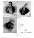 Fig. 03 - THERAPEUTIC AGENTS FOR MODULATING THYMIC FUNCTION AND/OR GROWTH AND/OR TREATING VARIOUS DISORDERS