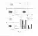 Fig. 06 - THERAPEUTIC AGENTS FOR MODULATING THYMIC FUNCTION AND/OR GROWTH AND/OR TREATING VARIOUS DISORDERS