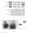 Fig. 07 - THERAPEUTIC AGENTS FOR MODULATING THYMIC FUNCTION AND/OR GROWTH AND/OR TREATING VARIOUS DISORDERS