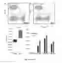 Fig. 12 - THERAPEUTIC AGENTS FOR MODULATING THYMIC FUNCTION AND/OR GROWTH AND/OR TREATING VARIOUS DISORDERS