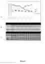 Fig. 14 - Boosting the effect of methotrexate through the combined use with lipophilic statins
