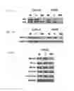 Fig. 12 - METHODS FOR DETECTING AND MODULATING THE SENSITIVITY OF TUMOR CELLS TO ANTI-MITOTIC AGENTS AND FOR MODULATING TUMORIGENICITY