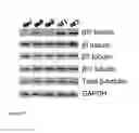 Fig. 22 - METHODS FOR DETECTING AND MODULATING THE SENSITIVITY OF TUMOR CELLS TO ANTI-MITOTIC AGENTS AND FOR MODULATING TUMORIGENICITY