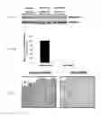 Fig. 31 - METHODS FOR DETECTING AND MODULATING THE SENSITIVITY OF TUMOR CELLS TO ANTI-MITOTIC AGENTS AND FOR MODULATING TUMORIGENICITY