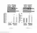 Fig. 33 - METHODS FOR DETECTING AND MODULATING THE SENSITIVITY OF TUMOR CELLS TO ANTI-MITOTIC AGENTS AND FOR MODULATING TUMORIGENICITY