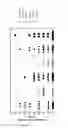 Fig. 13 - POLYSACCHARIDE FOR USE IN PREVENTING METASTASIS FORMATION AND/OR RELAPSE