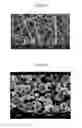 Fig. 04 - Polymers and methods thereof for wound healing