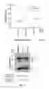 Fig. 31 - Methods for the production of collagen IV
