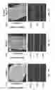 Fig. 32 - Methods for the production of collagen IV