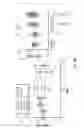 Fig. 35 - Methods for the production of collagen IV
