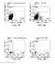 Fig. 05 - NOVEL IMMUNOTHERAPY AGAINST NEURONAL AND BRAIN TUMORS