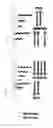 Fig. 10 - METHODS FOR CONTROLLED ACTIVATION OR ELIMINATION OF THERAPEUTIC CELLS
