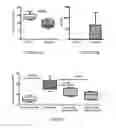 Fig. 07 - TROPHOBLAST DERIVED MICROPARTICLES FOR TREATING ISCHEMIC TISSUE AND WOUNDS
