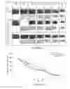 Fig. 08 - TROPHOBLAST DERIVED MICROPARTICLES FOR TREATING ISCHEMIC TISSUE AND WOUNDS
