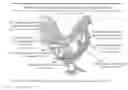 Fig. 01 - COMPOSITIONS AND METHODS FOR REDUCING INFECTION IN POULTRY