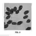 Fig. 07 - ANTIMICROBIAL AND ANTI-INFLAMMATORY ACTIVITY OF SWITCHGRASS-DERIVED EXTRACTIVES
