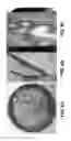 Fig. 08 - ANTIMICROBIAL AND ANTI-INFLAMMATORY ACTIVITY OF SWITCHGRASS-DERIVED EXTRACTIVES