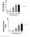 Fig. 11 - Compositions and methods for inducing urinary voiding and defecation