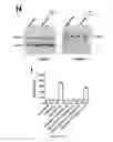 Fig. 07 - IMMUNOSUPPRESSIVE COMPONENTS ASSOCIATED WITH RETROVIRAL REPLICATING VECTORS