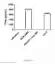 Fig. 12 - IMMUNOSUPPRESSIVE COMPONENTS ASSOCIATED WITH RETROVIRAL REPLICATING VECTORS