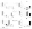 Fig. 05 - Peptides having specificity for the lungs