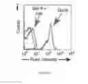 Fig. 06 - Compositions and uses of lectins