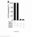 Fig. 07 - Compositions and uses of lectins