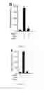 Fig. 08 - Compositions and uses of lectins