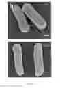 Fig. 12 - Compositions and uses of lectins