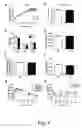Fig. 05 - Methods for treating or preventing fatty liver disease using CTRP3