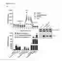 Fig. 09 - COMPOITIONS AND METHODS FOR MODULATING THERMOGENESIS USING PTH-RELATED AND EGF-RELATED COMPOUNDS