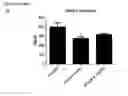 Fig. 17 - COMPOITIONS AND METHODS FOR MODULATING THERMOGENESIS USING PTH-RELATED AND EGF-RELATED COMPOUNDS