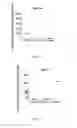 Fig. 07 - COMPOSITIONS FOR MUCUSAL DELIVERY, USEFUL FOR TREATING PAPILLOMAVIRUS INFECTIONS