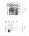 Fig. 05 - VACCINE AND DRUG DELIVERY BY INTRANASAL APPLICATION OF VECTOR AND VECTOR EXTRACTS