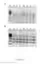Fig. 21 - Immunotherapy composition and use thereof