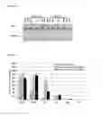 Fig. 05 - Sphingolipid-polyalkylamine-oligonucleotide compounds