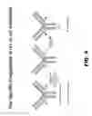 Fig. 07 - ENGINEERED ANTI-DLL3 CONJUGATES AND METHODS OF USE