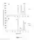 Fig. 07 - Pet imaging of zinc transport