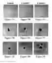 Fig. 08 - Solid forms for tissue repair