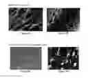 Fig. 10 - Solid forms for tissue repair